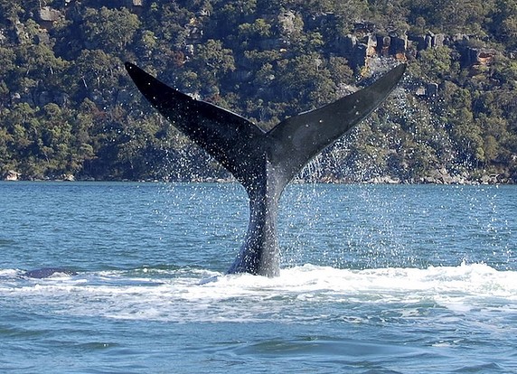 Whales take a tour up the Hawkesbury
